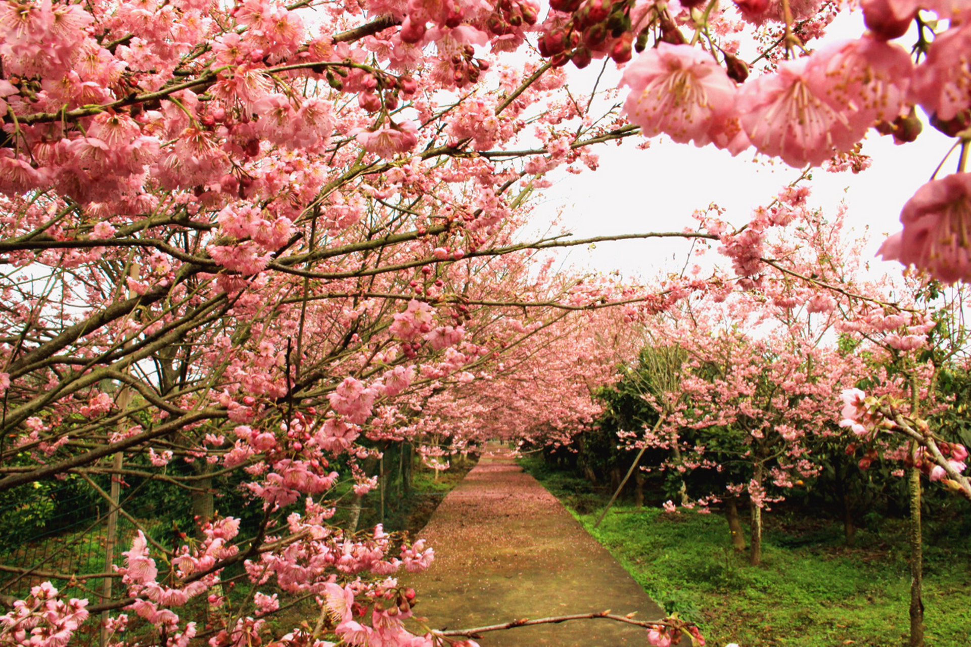 重庆北碚最早的樱花开了!
