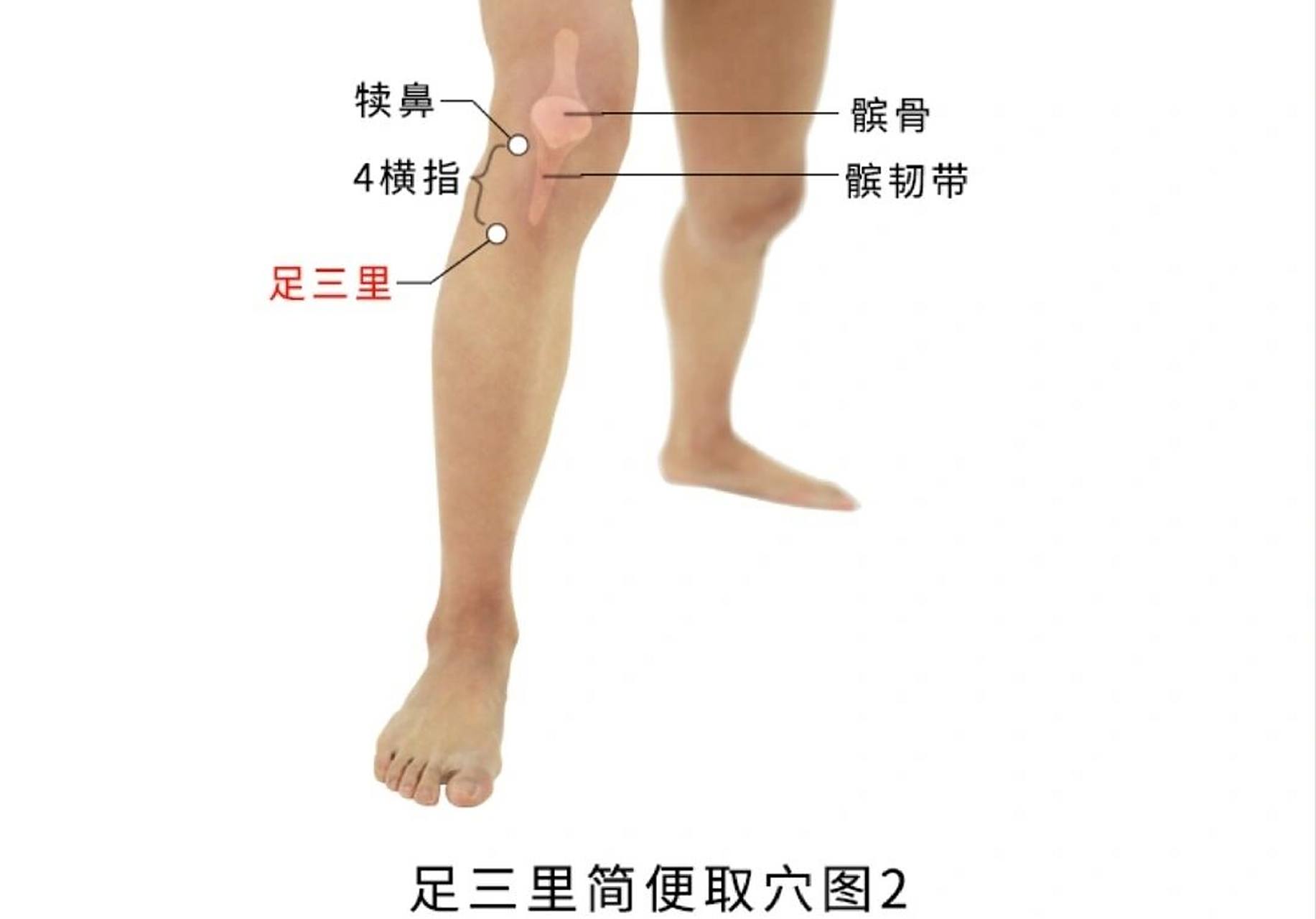 足三里,日常保健穴,常按好 足三里穴是所有穴位中最具养生保健价值的