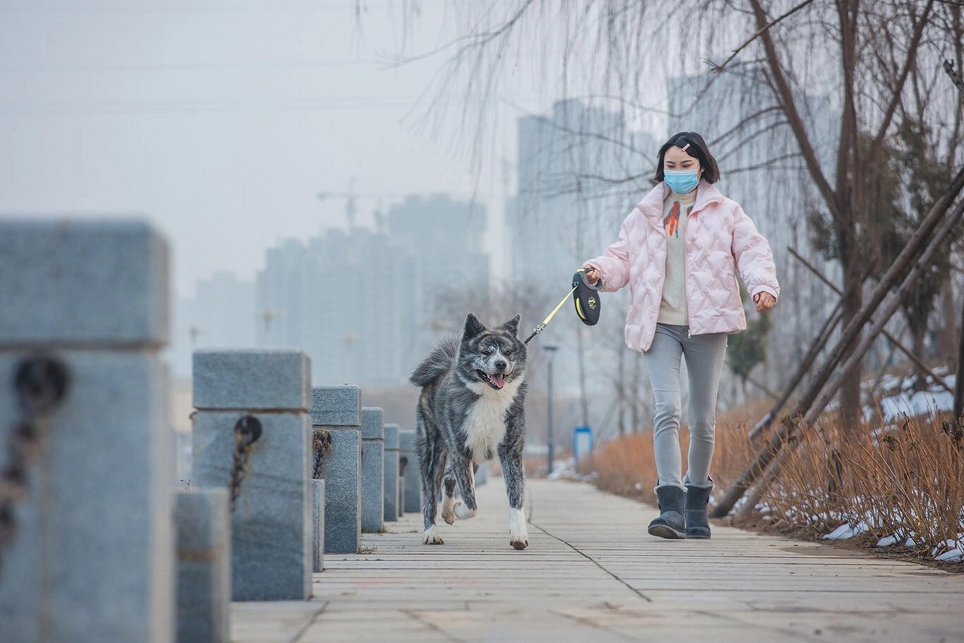 国内唯一一只日本进口公霜降虎斑秋田犬
