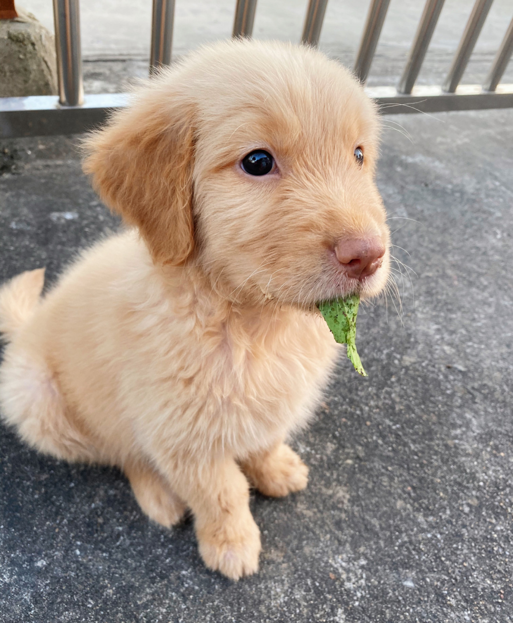 两个多月的小金毛鼻子怎么还是粉色的 刚满月就带回家了,喂的幼犬专用
