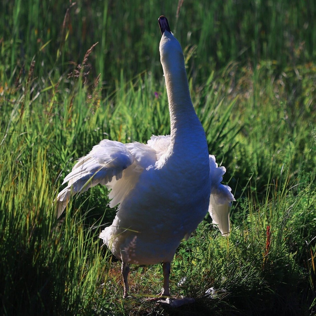 鸟类图鉴:swan 天鹅 晨曦中,一只天鹅在翩翩起舞.