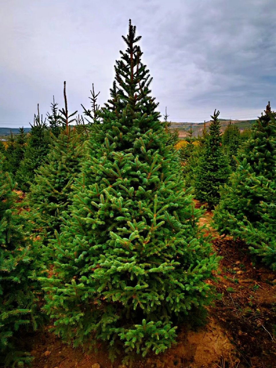 精品云杉2-2.5-3-4米,人工修剪过.