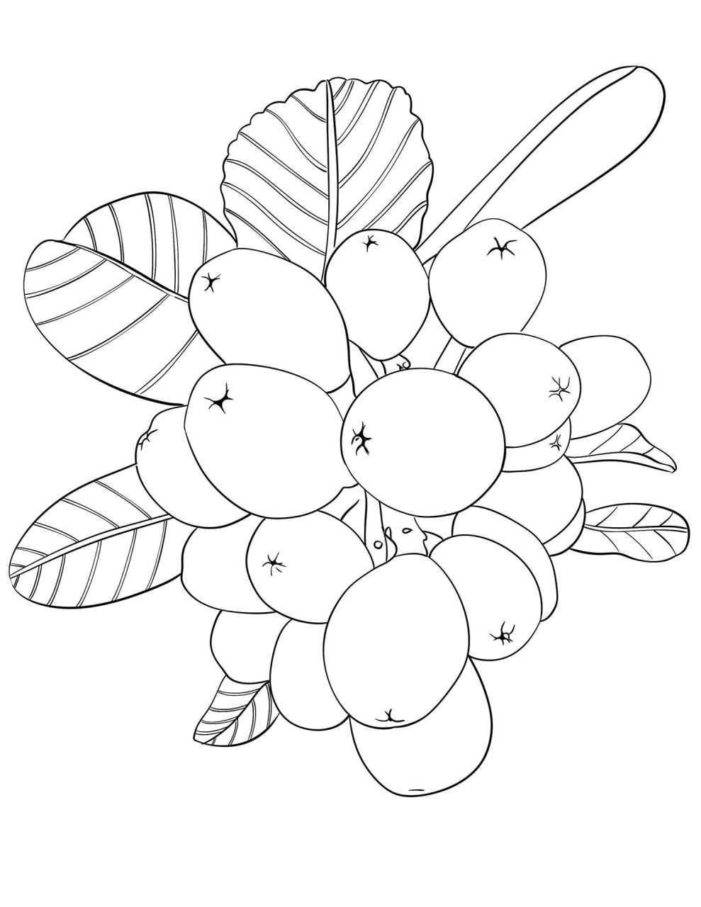 水果写生之:枇杷:线描素材详细步骤分享 现在每天上午不上课自己可以