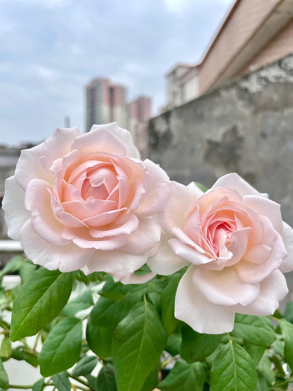 广东月季-婚礼盒.