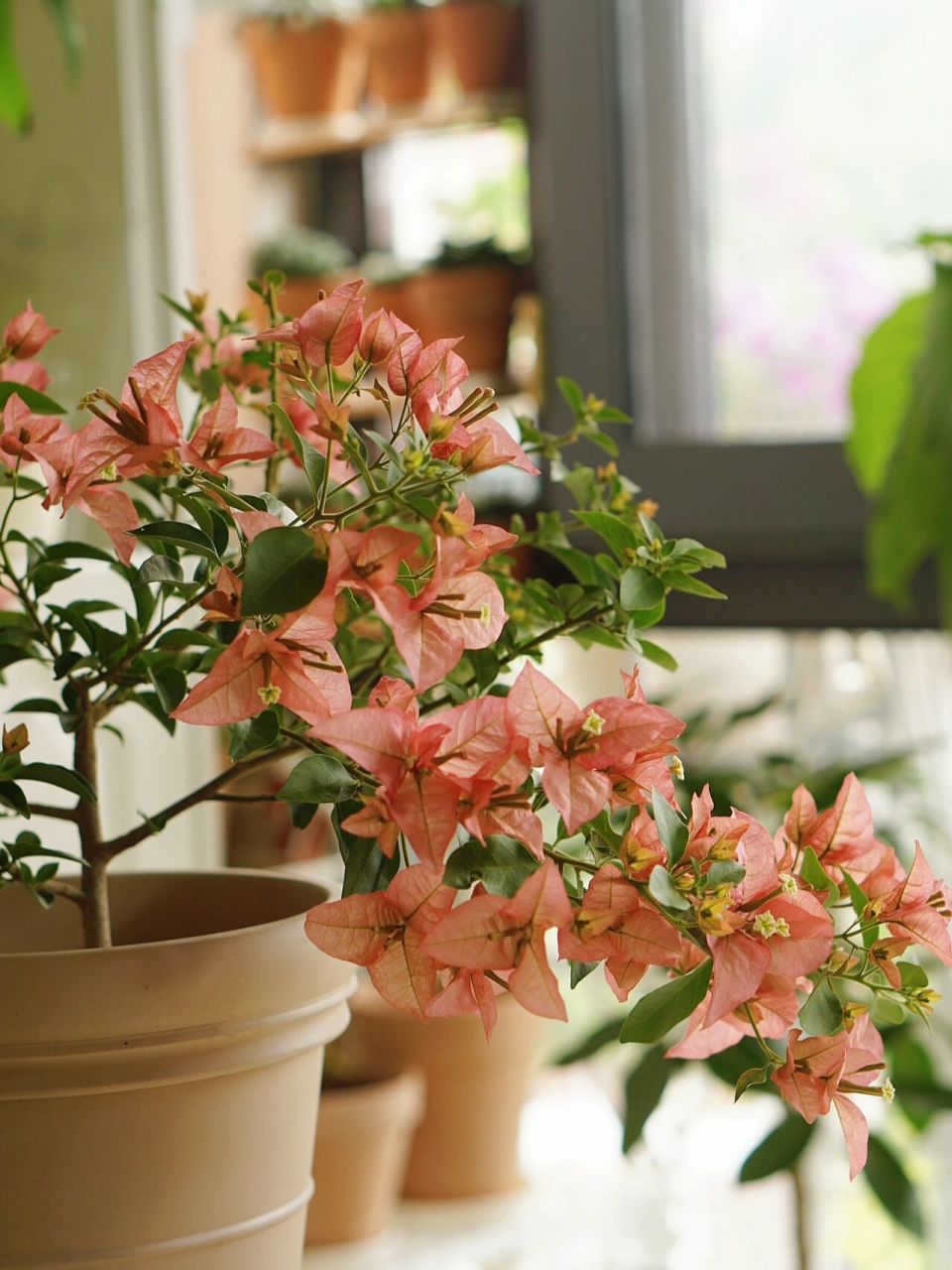 三角梅卡亚塔 买来第一次开花,复古色,个人觉得好养 渣图随便拍拍