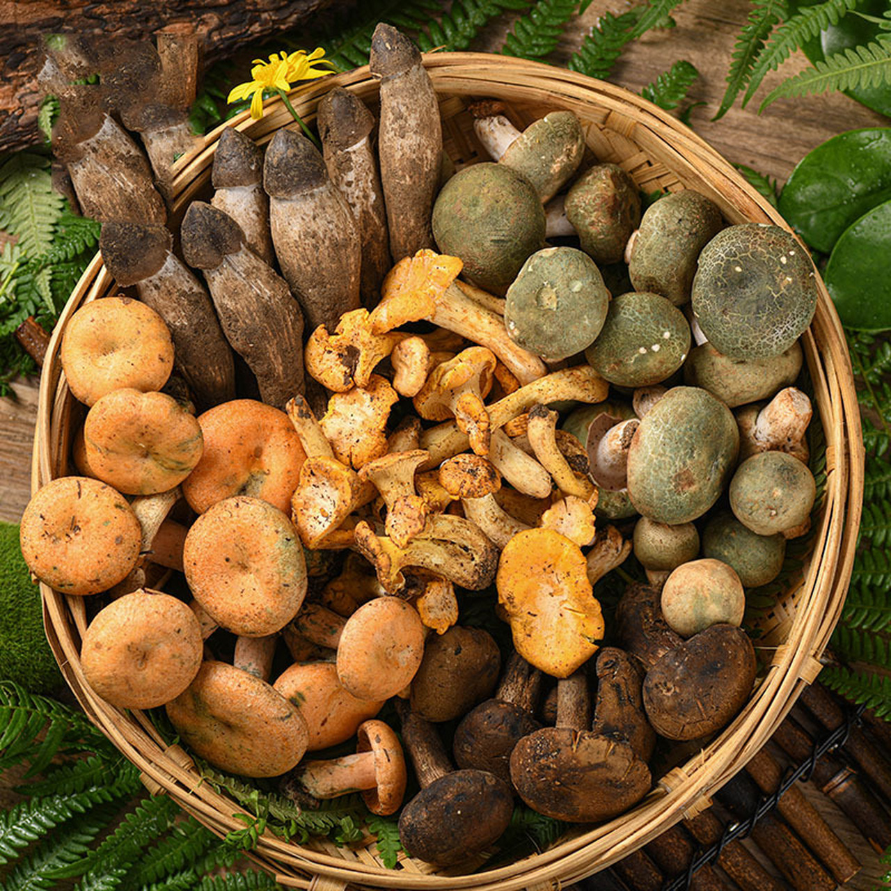 菌子火锅是云南特色,集合数种不同种类的菌菇一起炖煮成锅,菌菇的鲜香