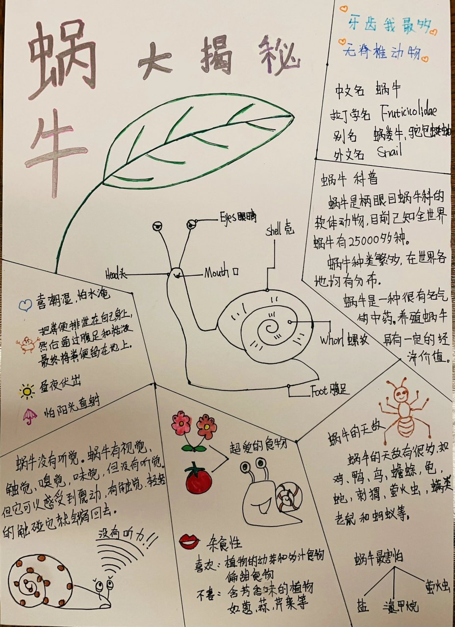 科学作业/蜗牛观察记录表/蜗牛小报 给各位宝贝们参考