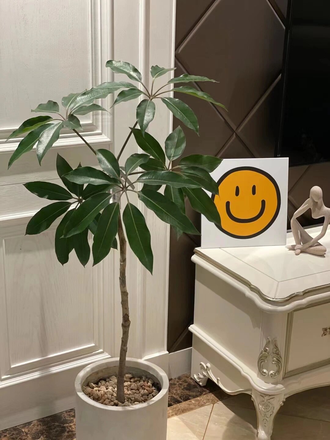 大叶伞又名招财树