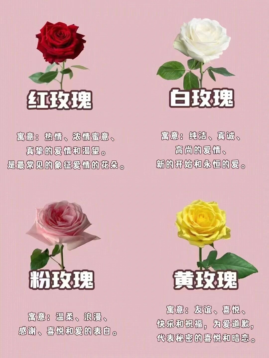 不同颜色玫瑰的寓意