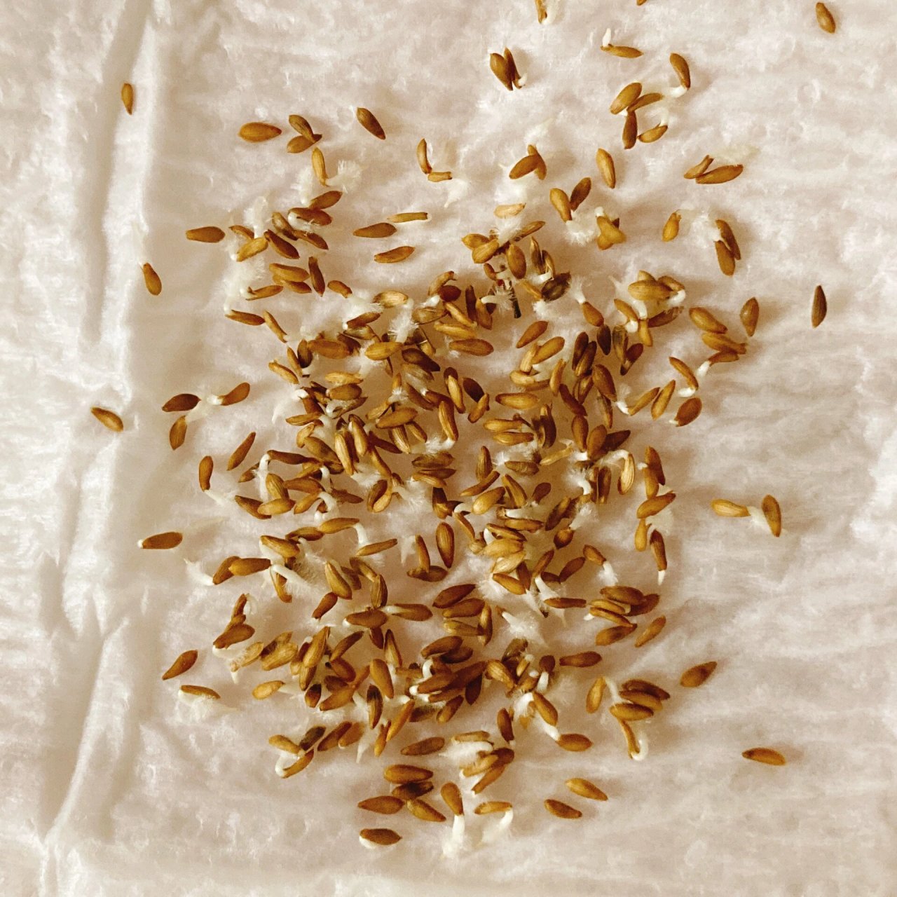 油麦菜催芽育苗 本来以为这个天气催芽最少也得4,5天吧没想到2天就发