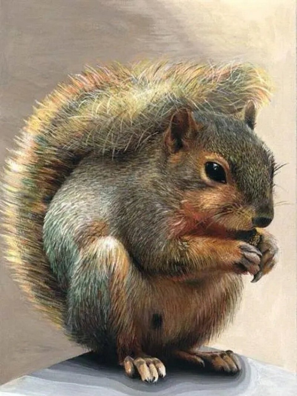 作品分享‖彩铅动物合集 关于彩铅动物问的比较多的是画毛发的技巧