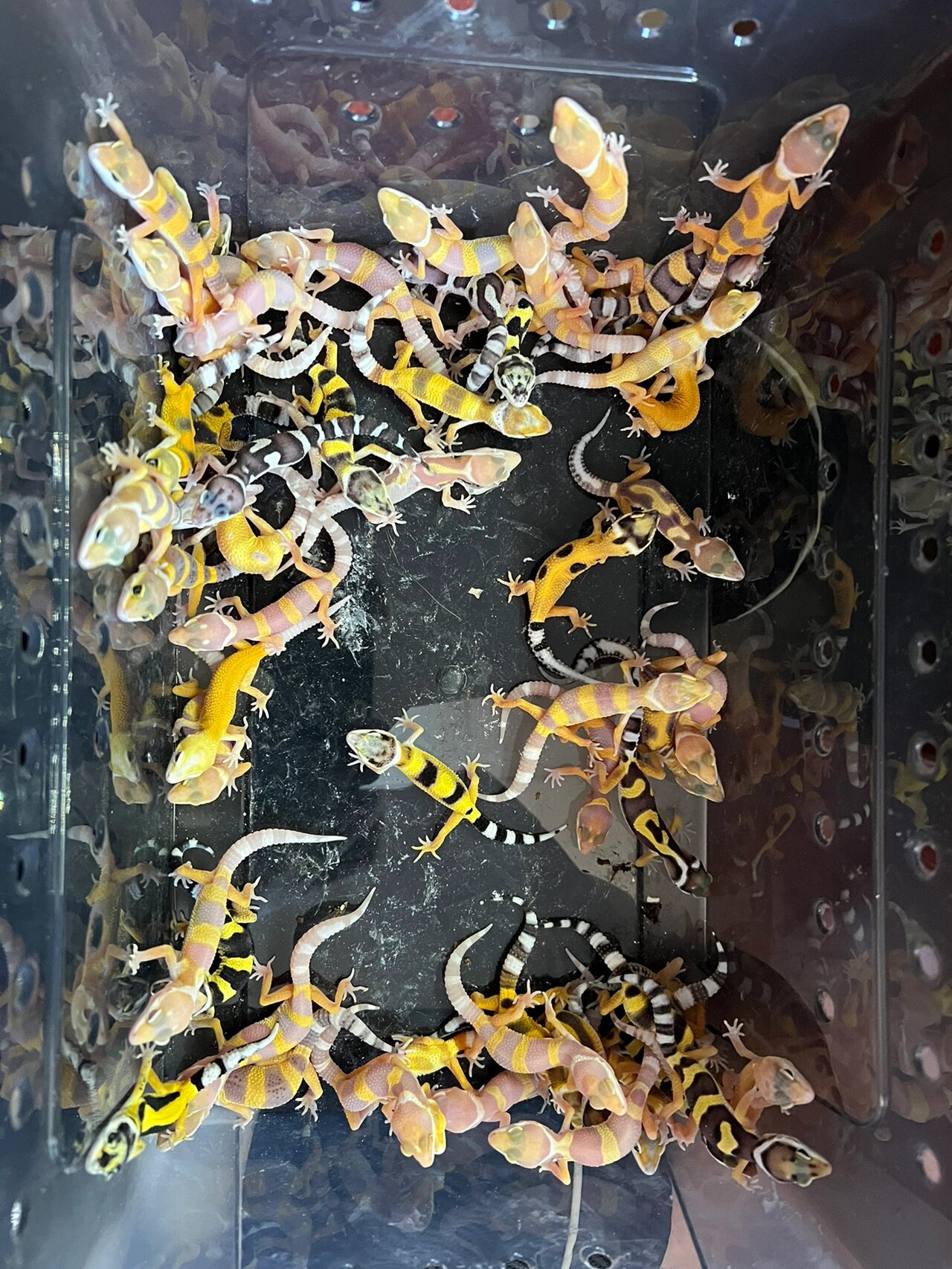 豹纹守宫 收蛋的季节到了!