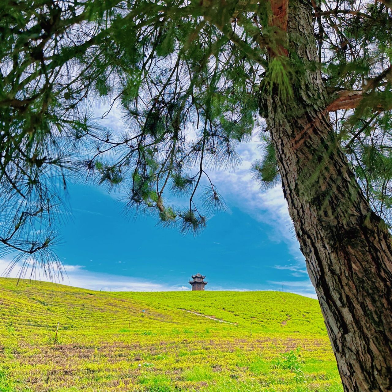 安徽郎溪遛狗   郎溪大佛山养心谷 美迪花世界 9315目的地即可停