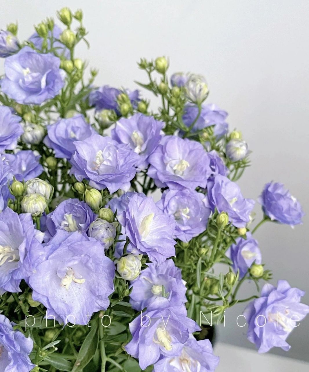 盆栽|重瓣风铃草90草花界的"颜值扛把子 买花98可7715 	 上个