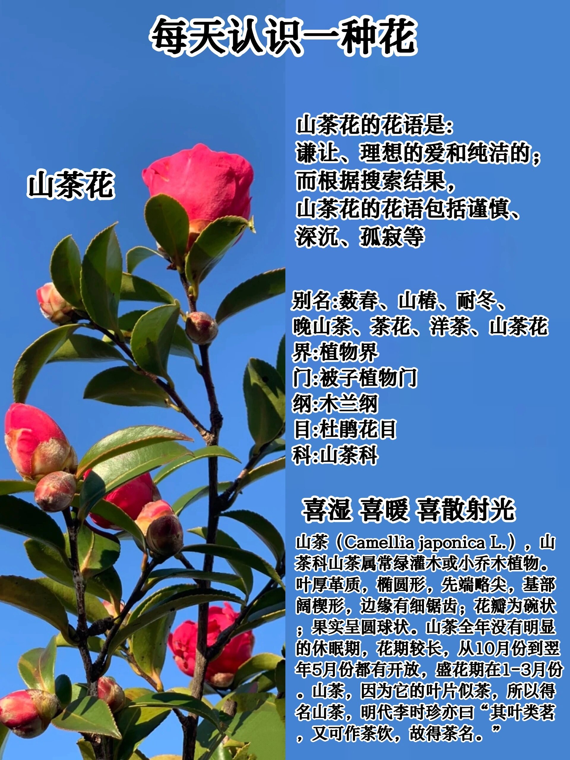 每天认识一种花-山茶花94