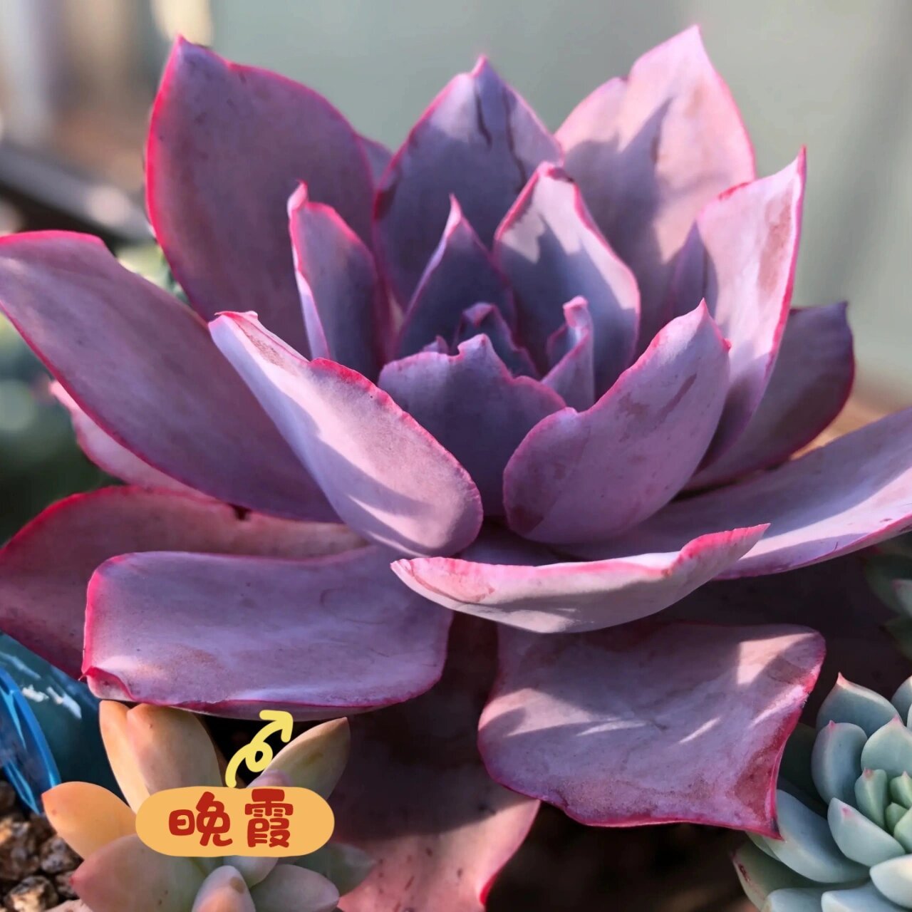 广寒宫,薄叶三仙之一,叶片白里透蓝,叶缘微微泛粉 2.