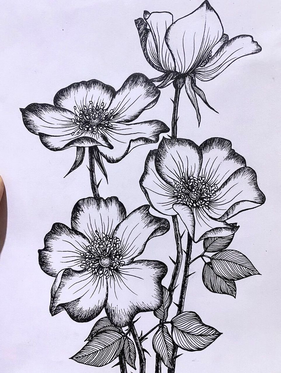 植物写生篇16(内附写生原图及步骤) 写生生花卉篇