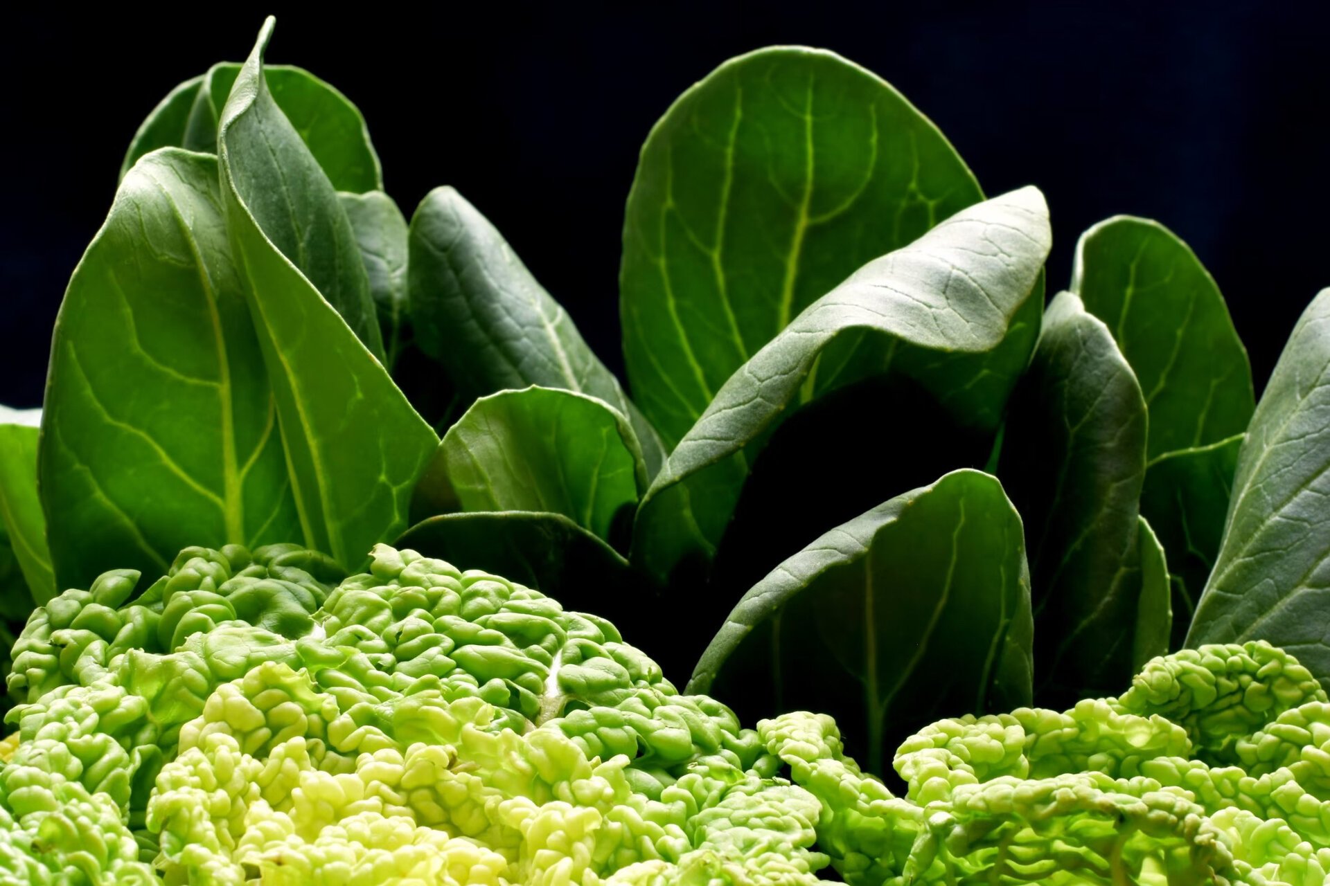 卷窝菜 十字花科  芸薹属,又名黄心菜,冬白菜,菊花心,在豫南信阳有