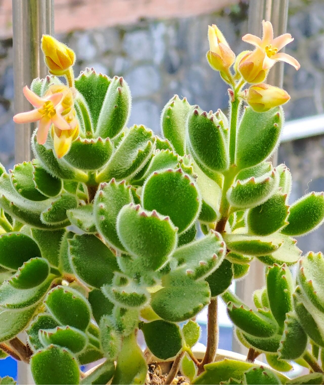 开花的熊童子93(第二波) 去年的照片,养了两年多的小熊爪突然就开花