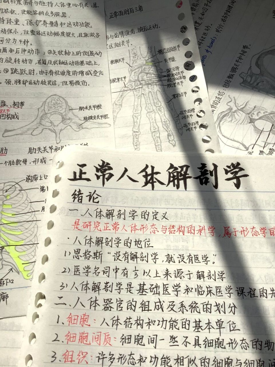 《正常人体解剖学》92手写笔记→绪论 73解剖真的基础又难记,不愧