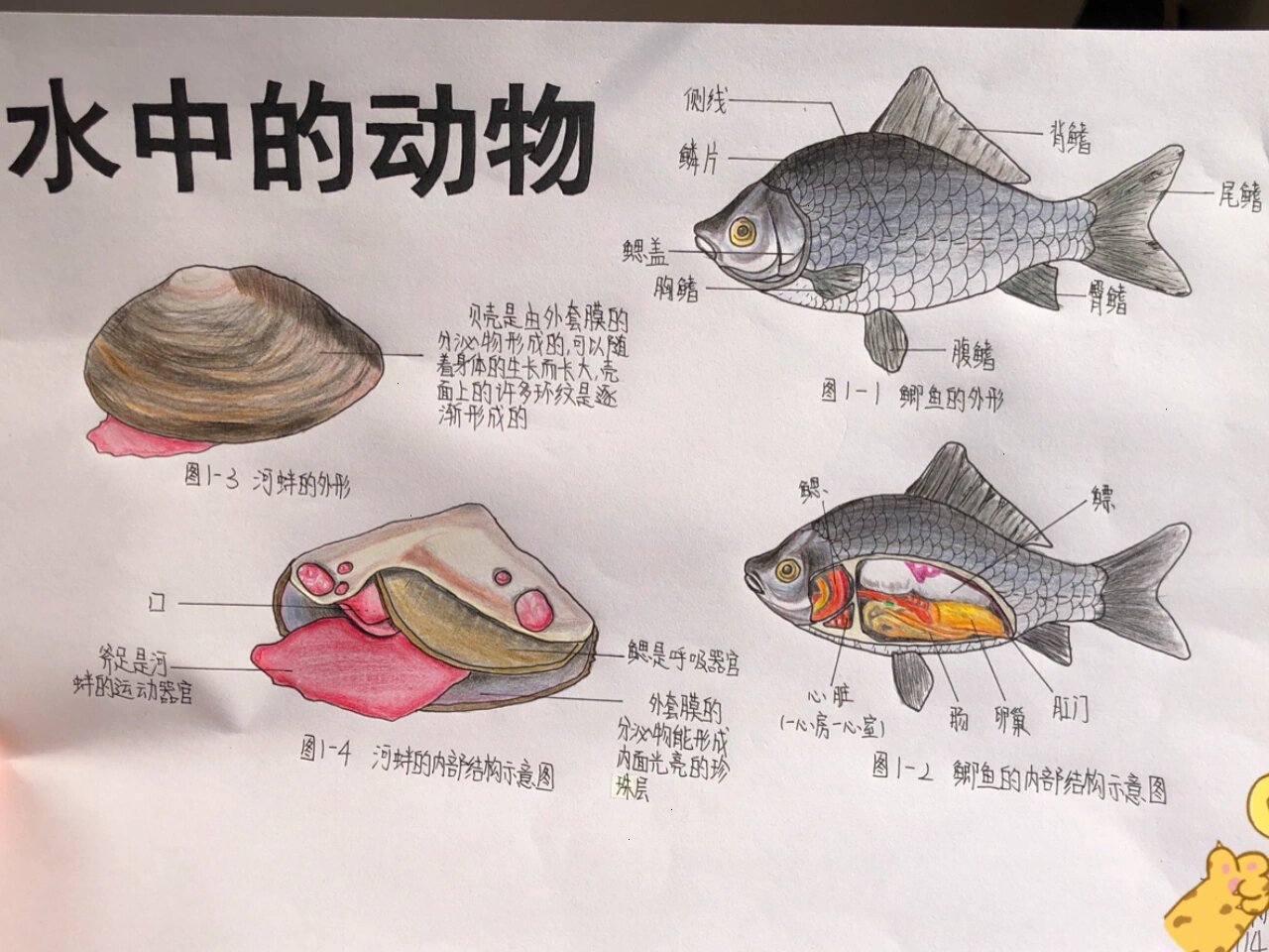 鲫鱼简笔画颜色图片