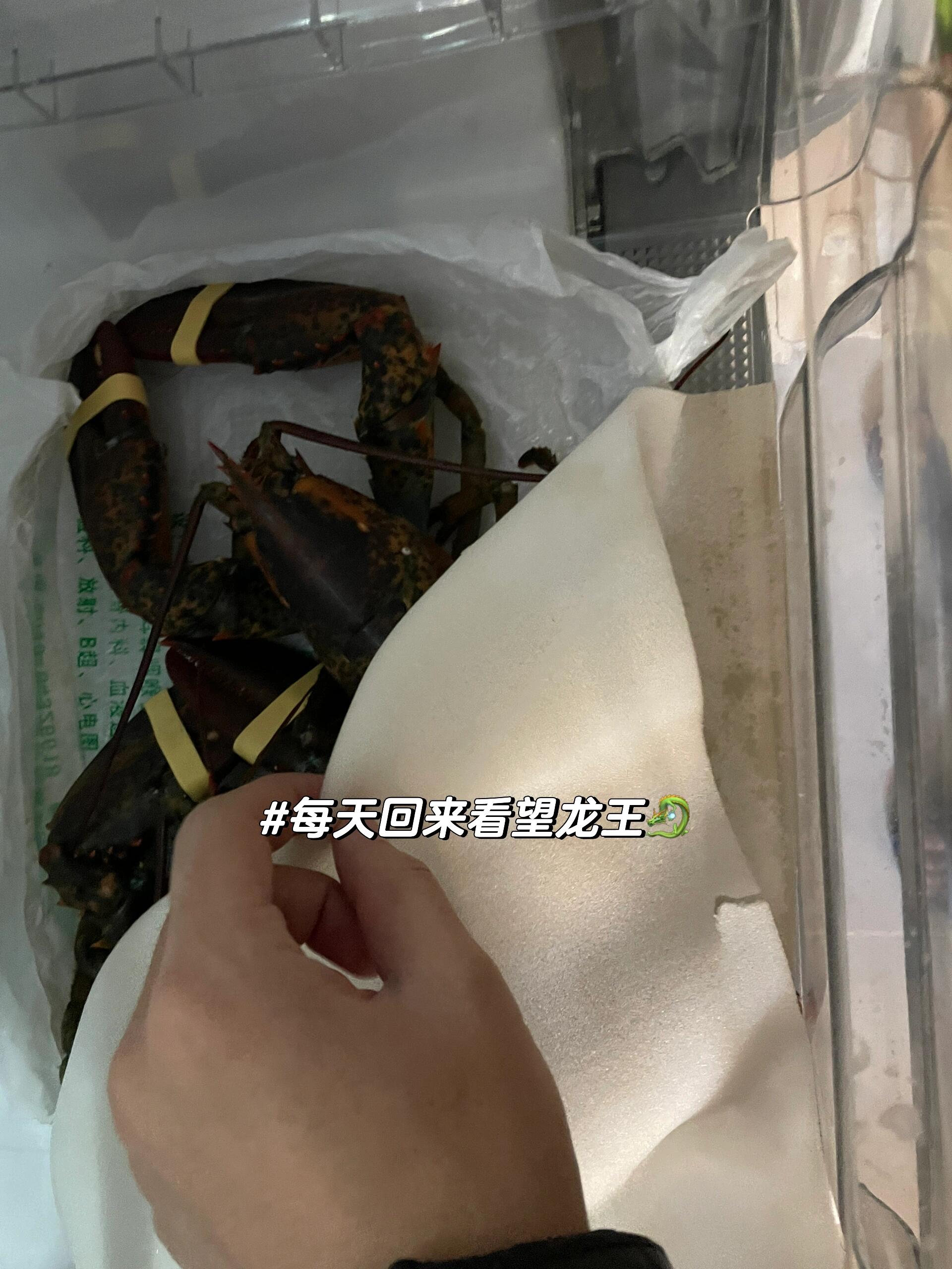 鲜活波士顿龙虾冰箱4天存活挑战