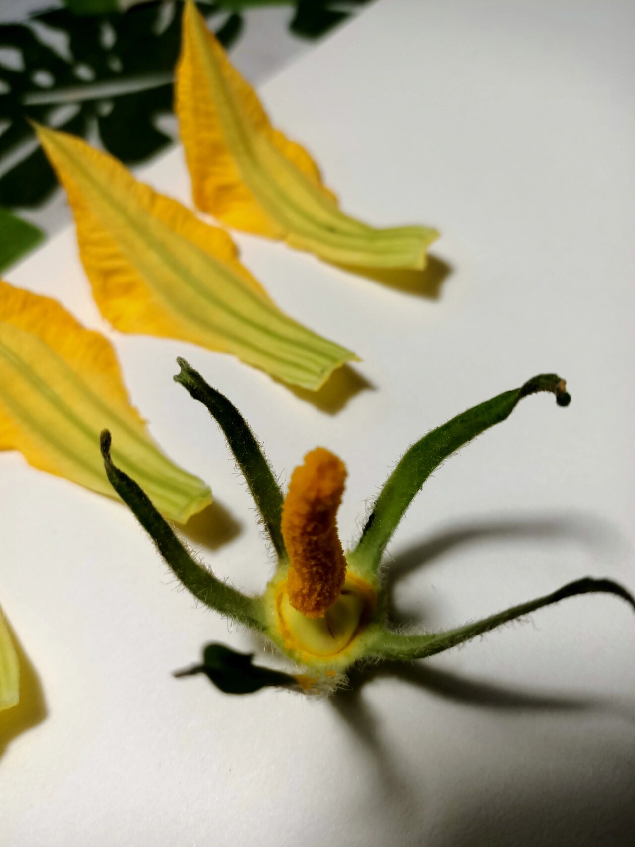 植物笔记——南瓜花雄花解剖图