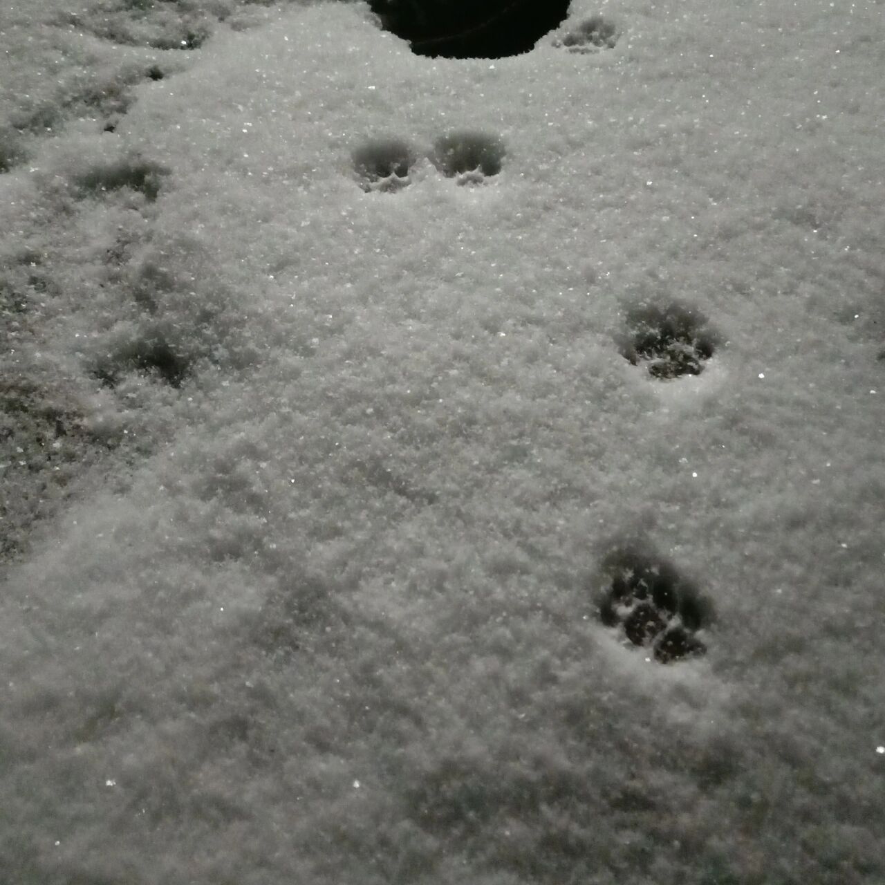 雪地里来了一群小画家.