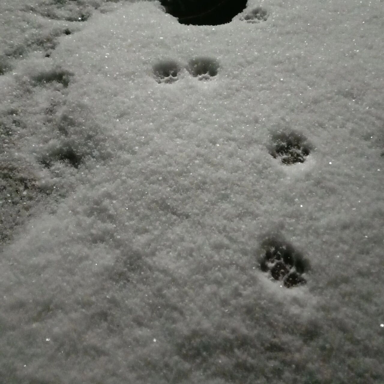 小鸡雪地脚印图片