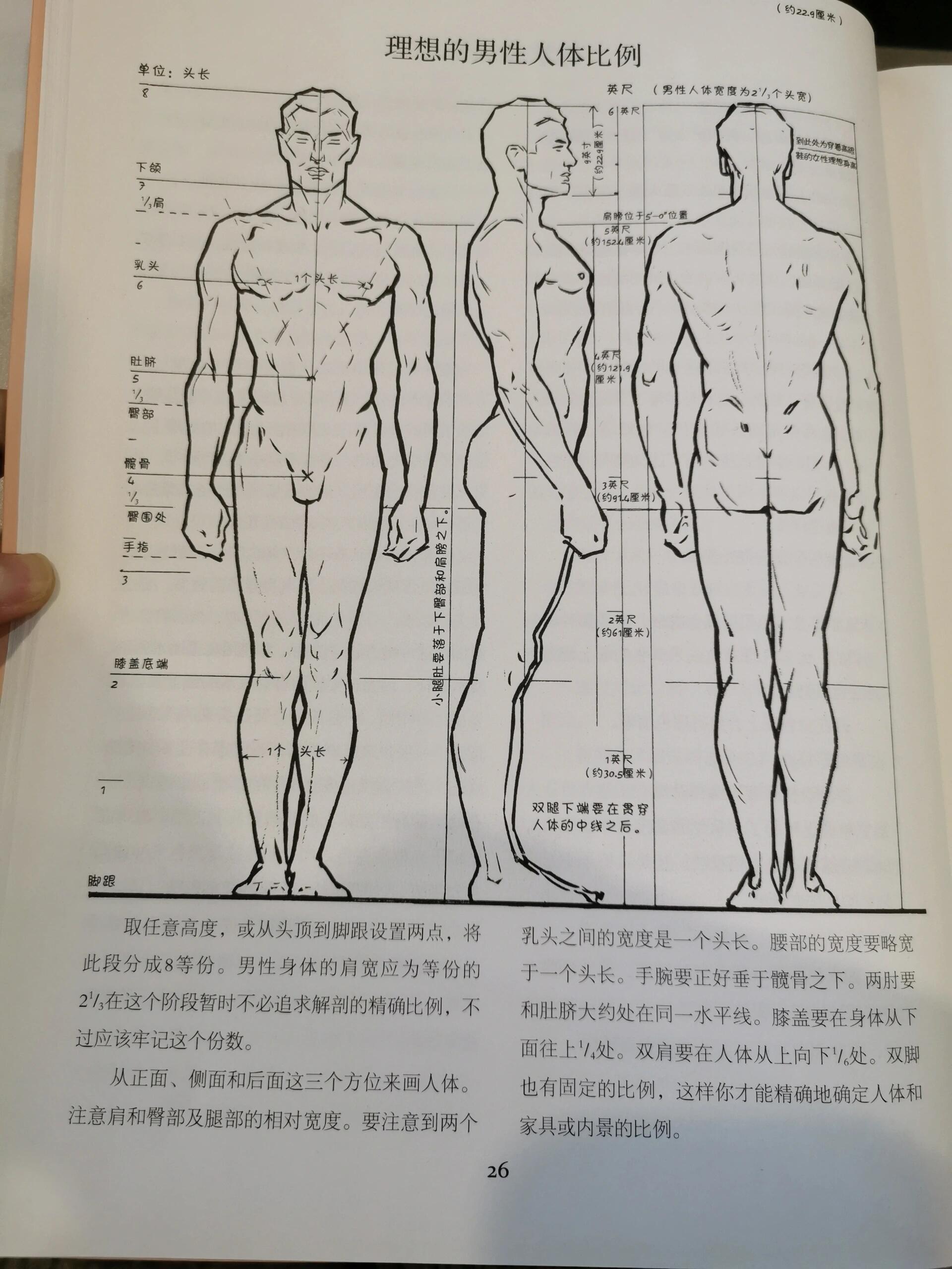 各种年龄阶段人的理想人体比例