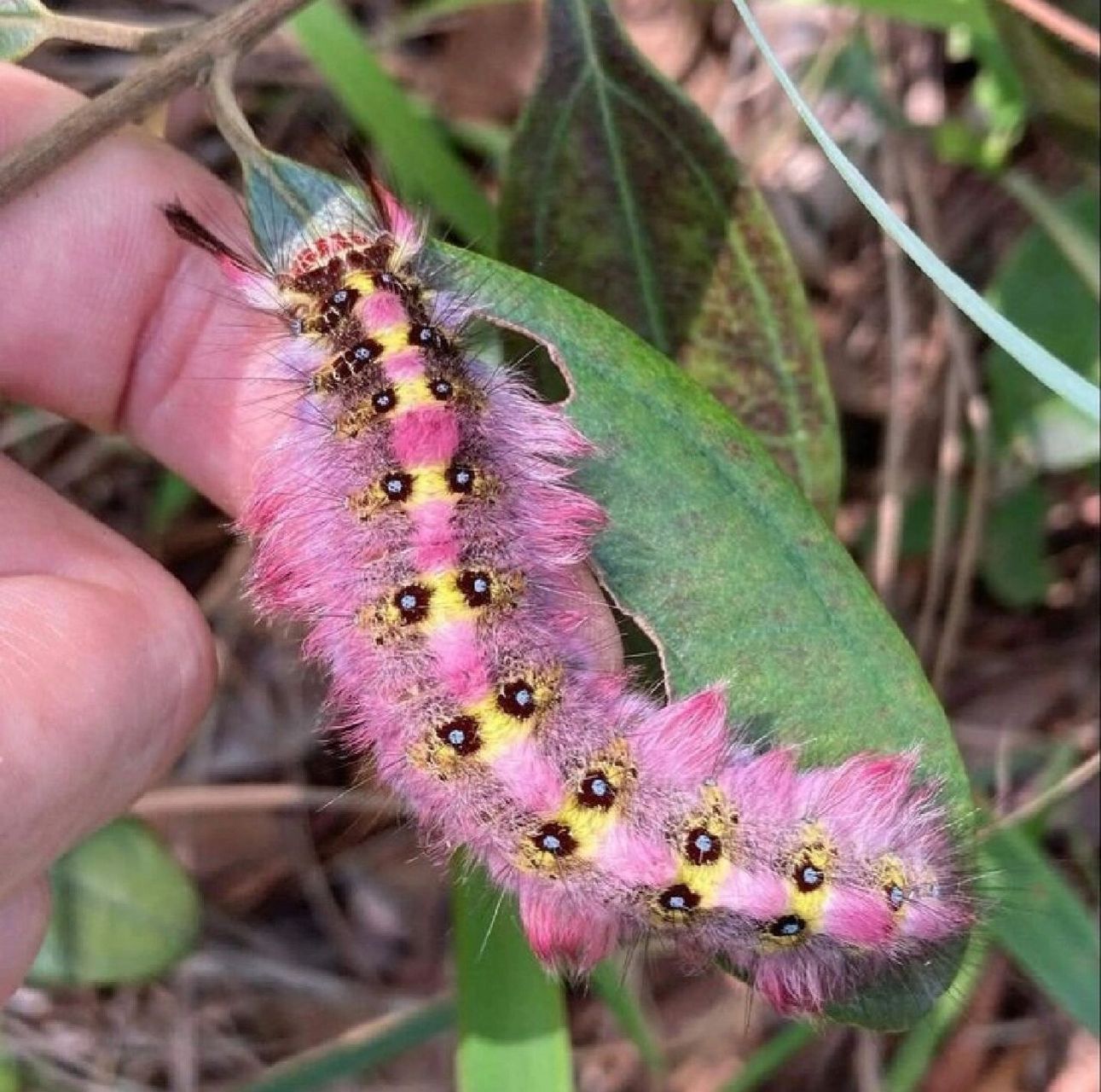 青黄枯叶蛾 trabala vishnou,枯叶蛾科.分布在东亚,东南亚,南亚.