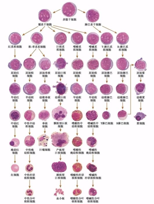 人体血细胞结构图图片