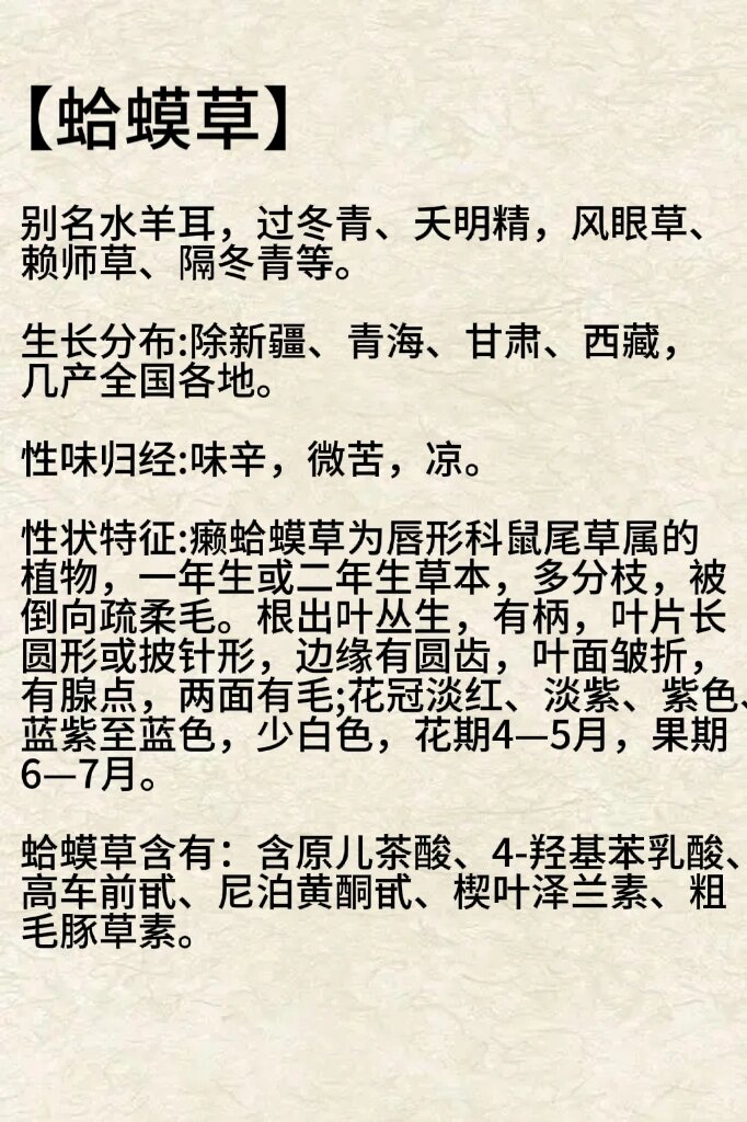 每天认识一种本草植物【蛤蟆草