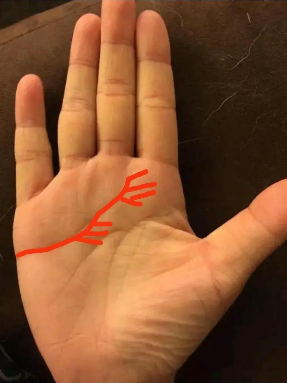 感情线末端有很多分叉,包括中间有很多的分叉 感情线末端有很多分叉