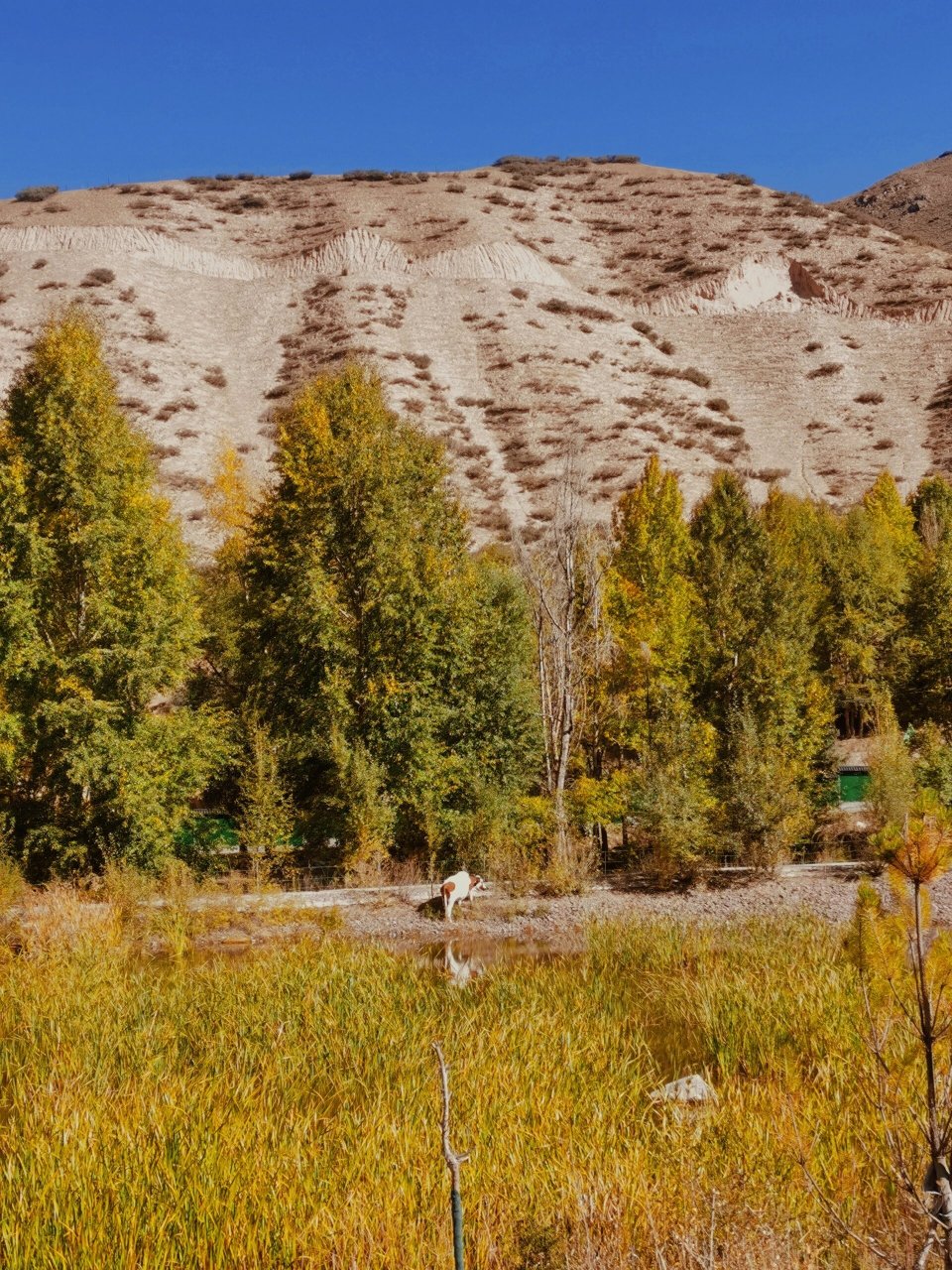 西北宝藏旅行地||张掖原始森林焉支山 "失我焉支山,令我妇女无颜色 失