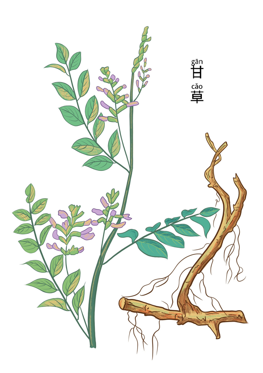 中医药本草植物手绘作品-甘草