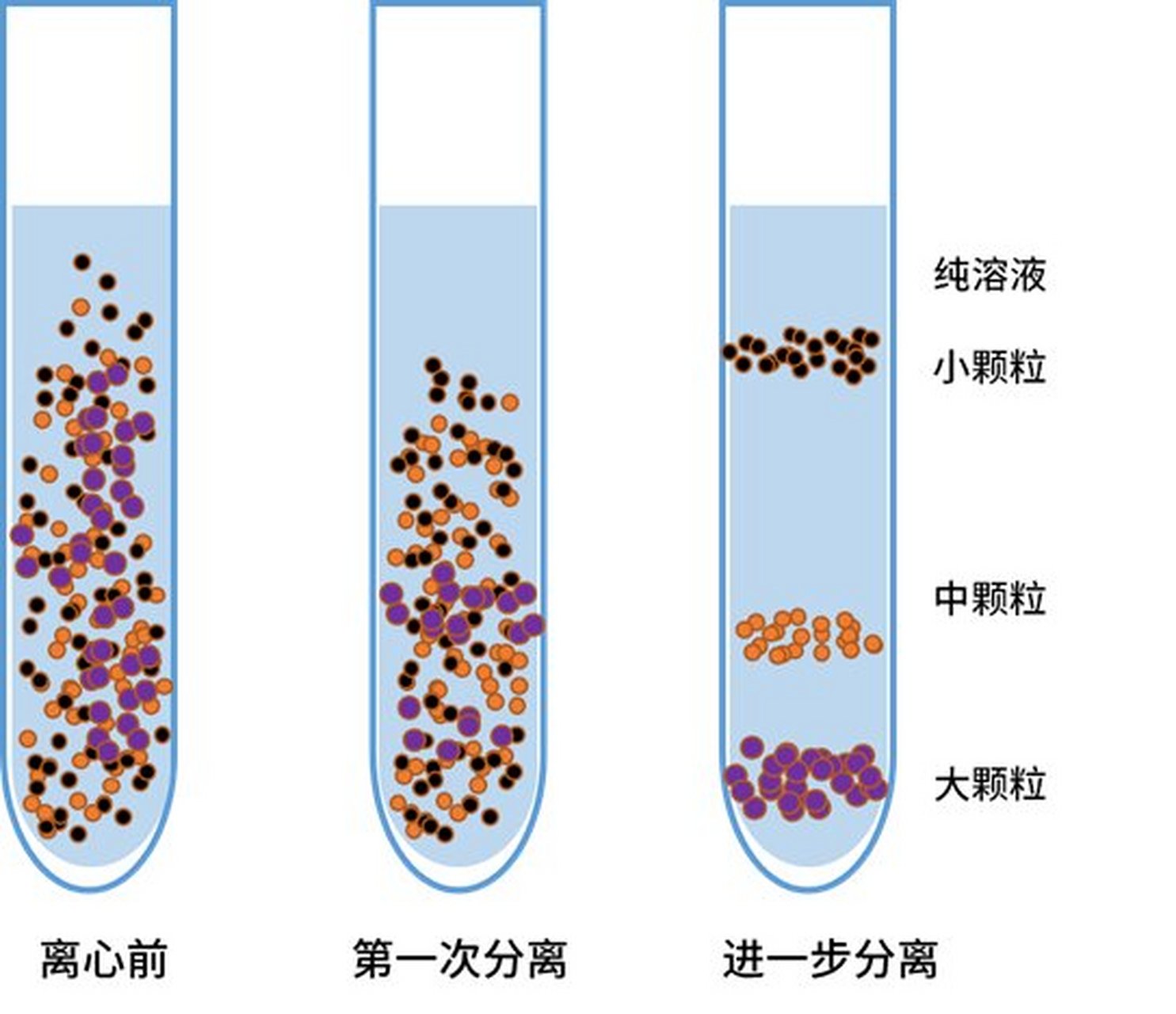 细胞离心图片