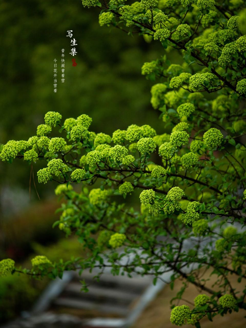 绣球荚蒾的花语图片