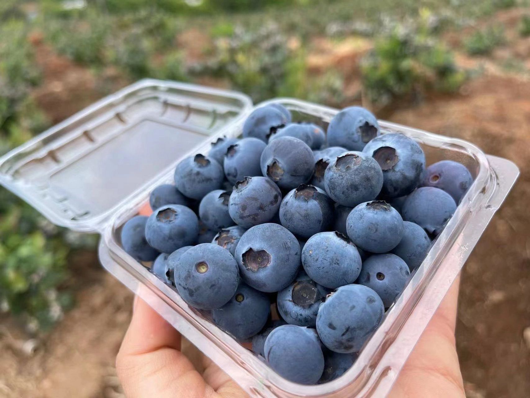 08优瑞卡蓝莓 蓝莓08季节开始 优瑞卡是目前最好的蓝莓品种 品质