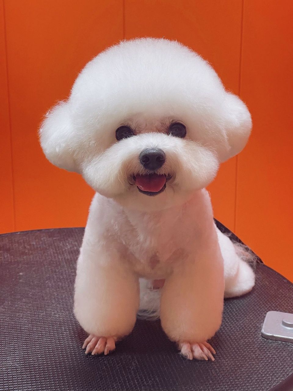 宠物店实用案例分享|布朗熊造型 又是一期老生常谈的韩式比熊头啊