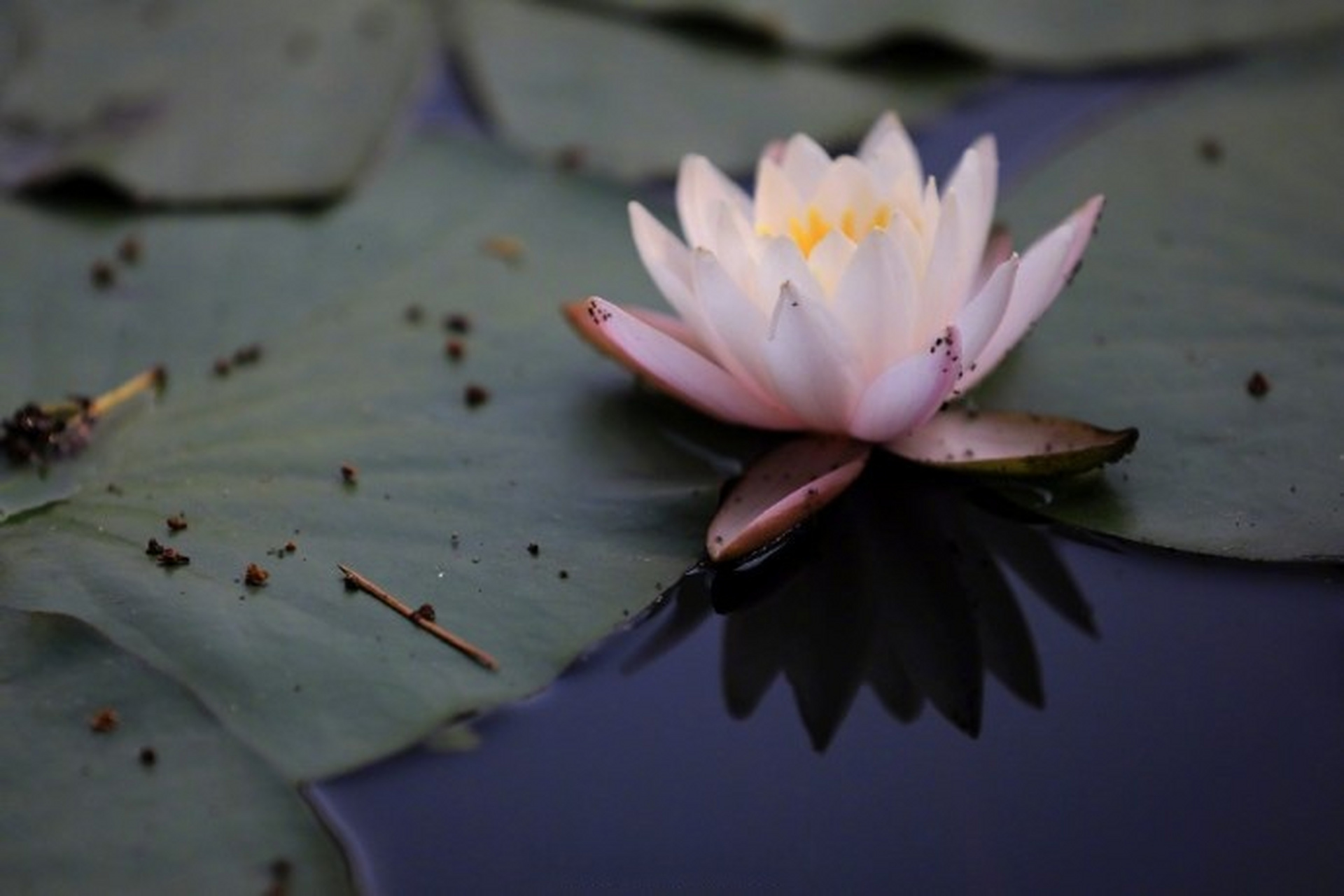 雨后睡莲娇艳绽放↓↓ (人民日报)#孙颖莎解锁新身份