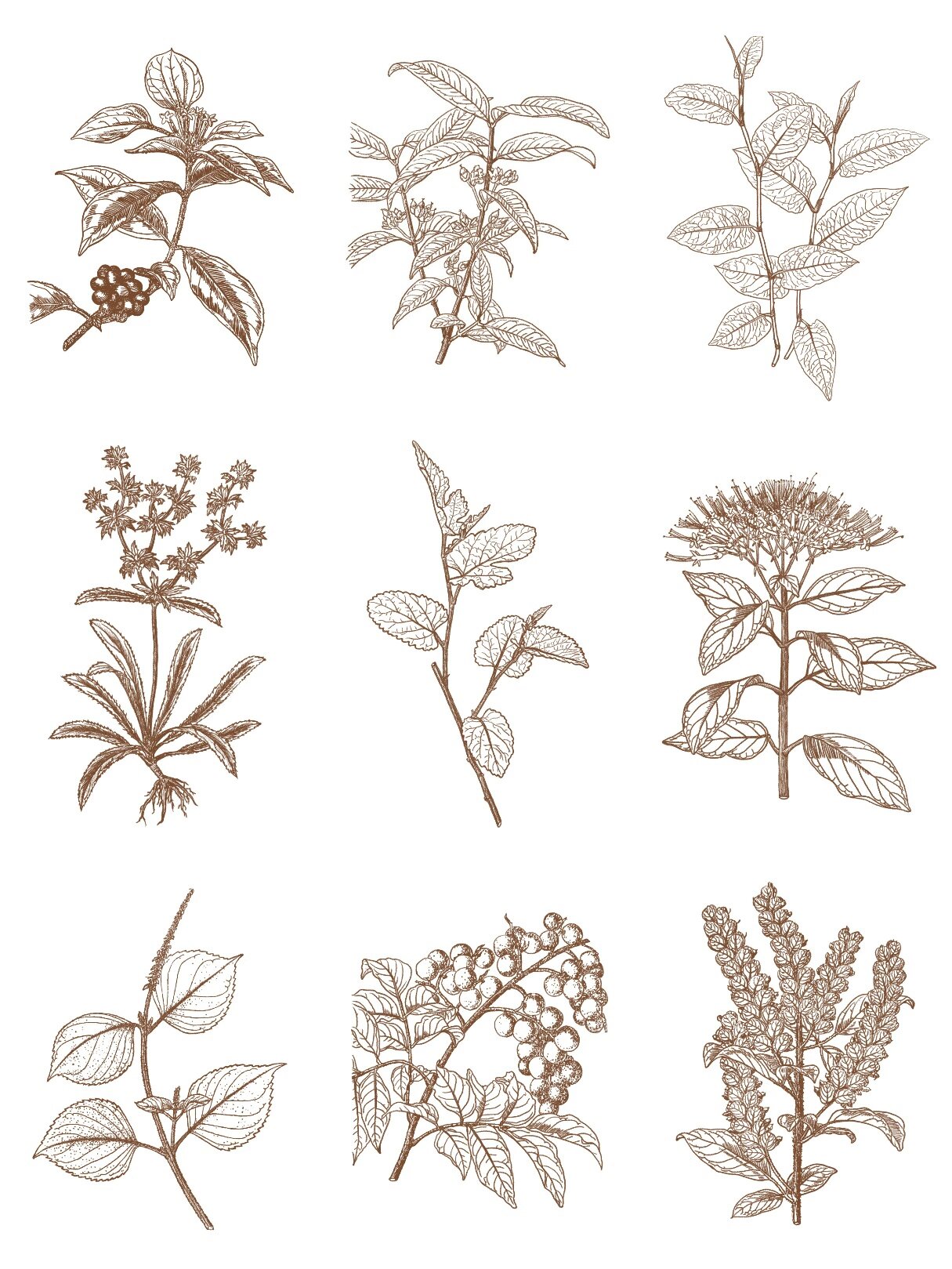 中草药,植物绘画合集11 素描插画设计
