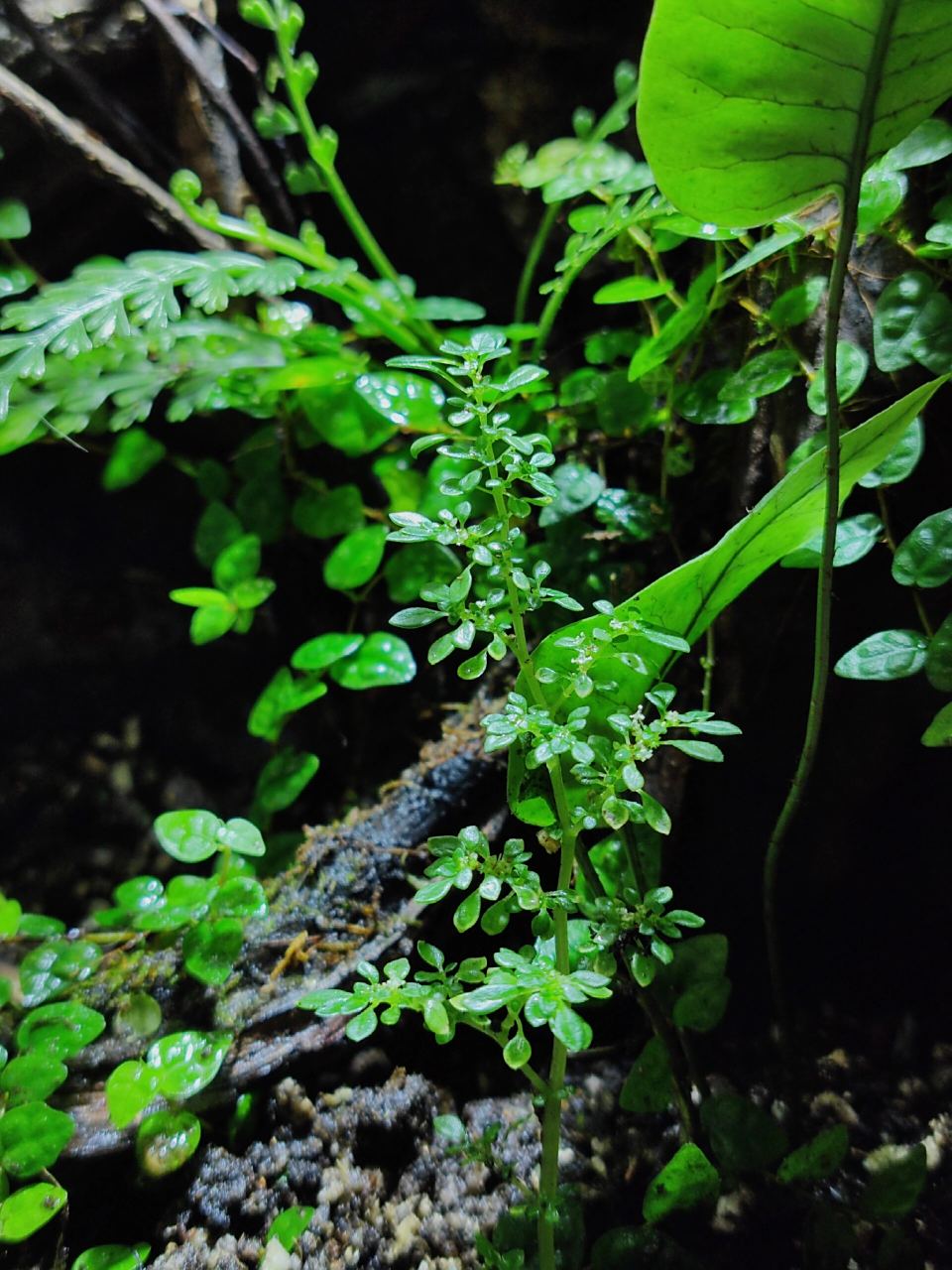 【微距观察】小叶冷水花:开花了 小叶冷水花开的花能有多迷你?