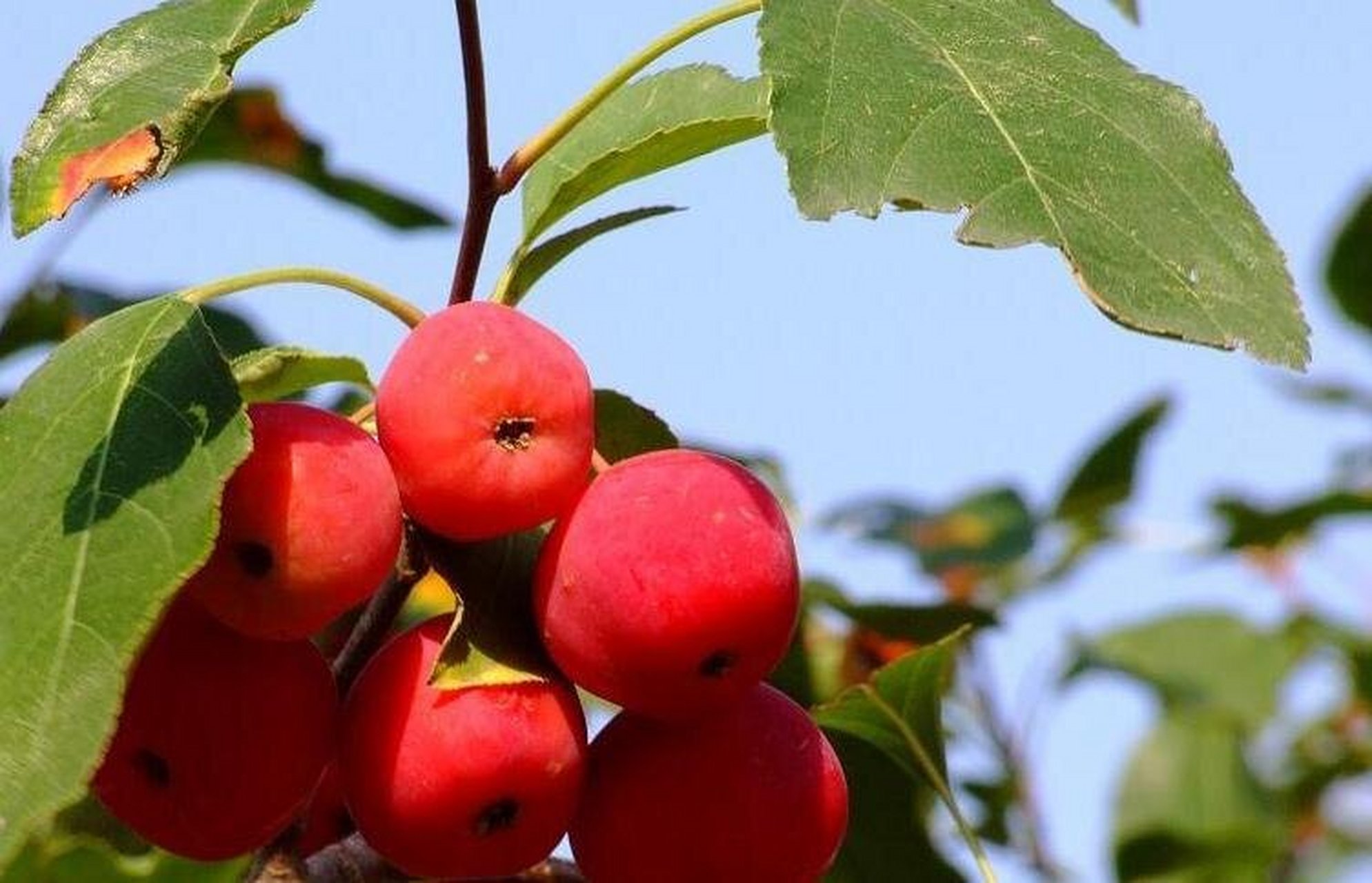 陕西省特产 - 府谷海红果 海红果属中国稀有树种,是府谷的传统果树,在