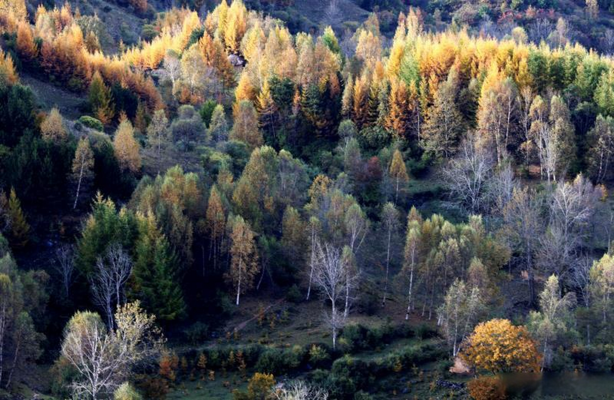 陇南发布分享# 10月14日,武都区千坝草原,层林尽染,秋景如画.