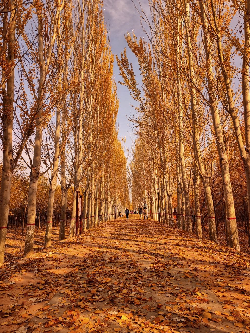 凤凰公园|银川金秋citywalk的必行之地 金秋时节,来到凤城银川, 这里