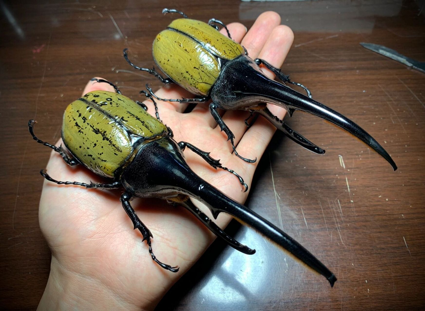 两只大个体的长戟大兜虫～ 凶猛又帅气[害羞]#昆虫# #长戟大兜虫#