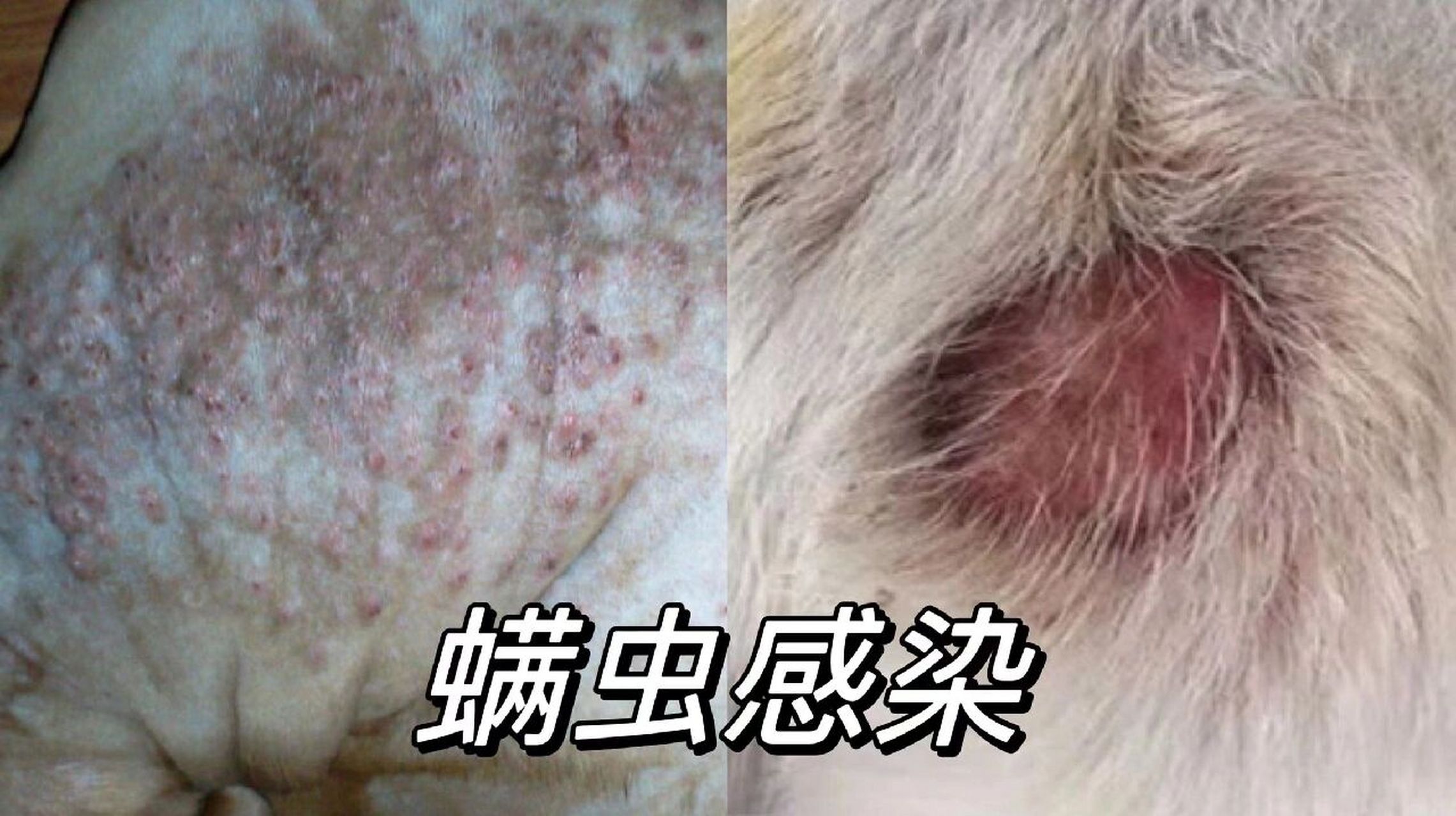 解决狗狗各种皮肤病,看这篇就够了75 73螨虫感染 	 症状表现:局部