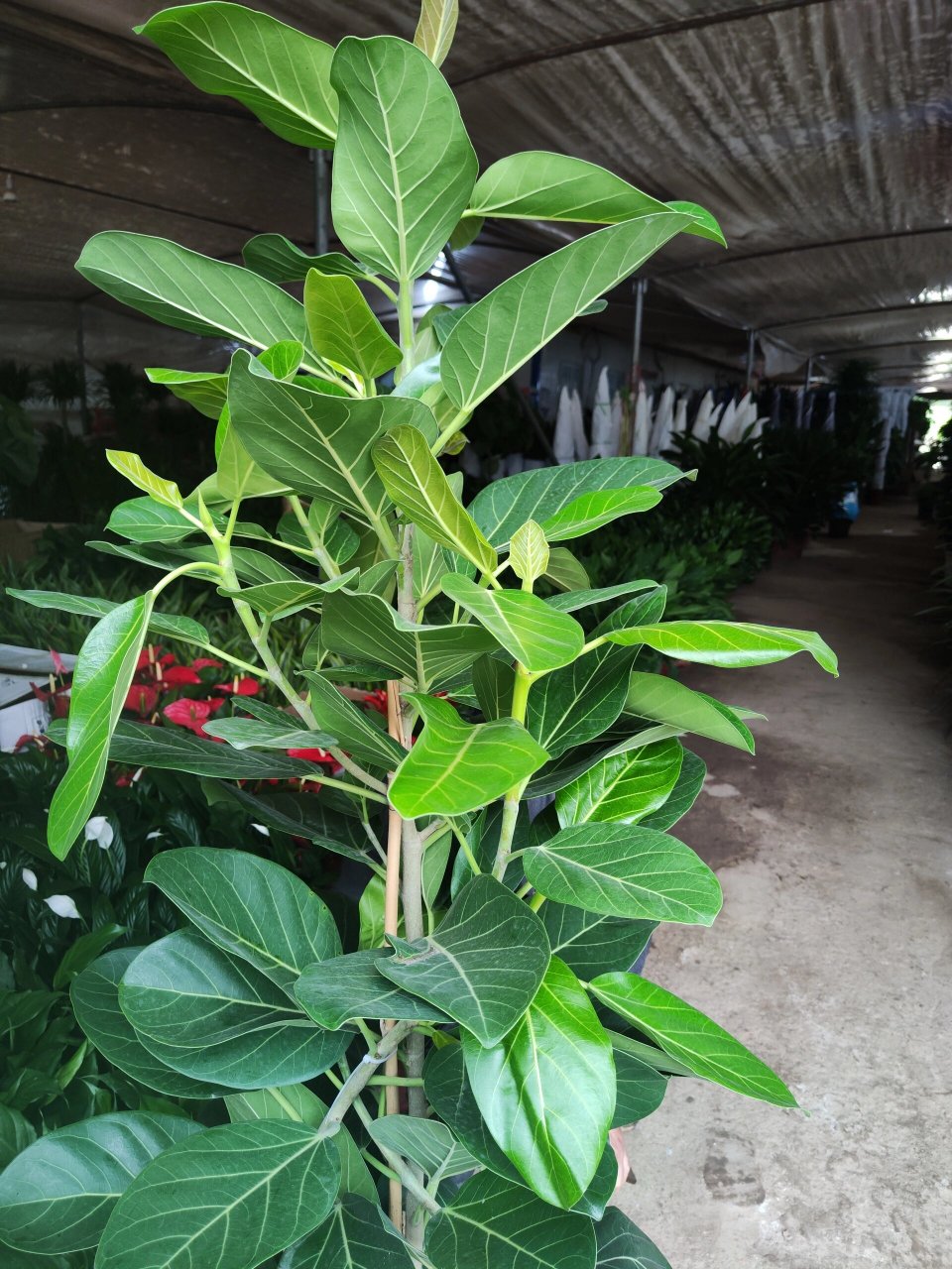 网红植物孟加拉榕树 网红植物孟加拉榕树到货,批发价零售欢迎比价