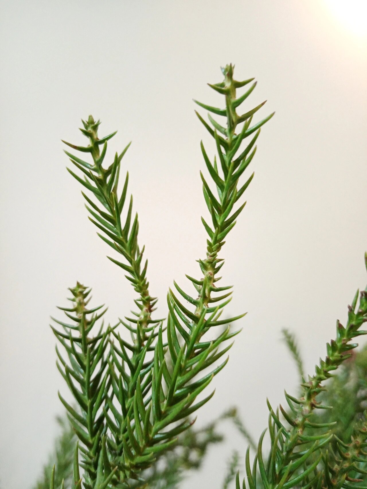 圣诞叶材95天竺少女果 #柳杉# 又名 #天竺少女果# 生于海拔400-2500